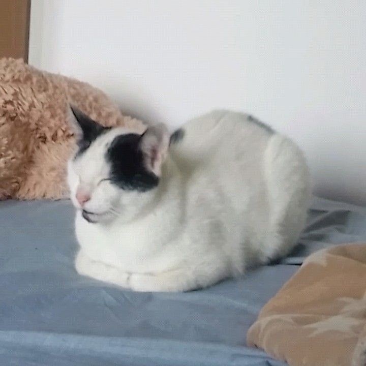 Black cat sitting like a loaf