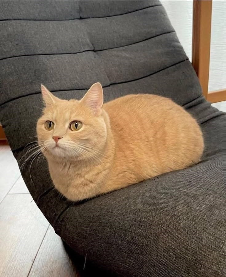 Grey cat in loaf form on a couch