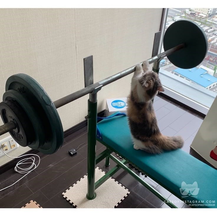 cat stretching on a gym machine