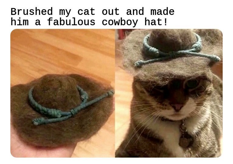 Brushed my cat out and made him a fabulous cowboy hat!