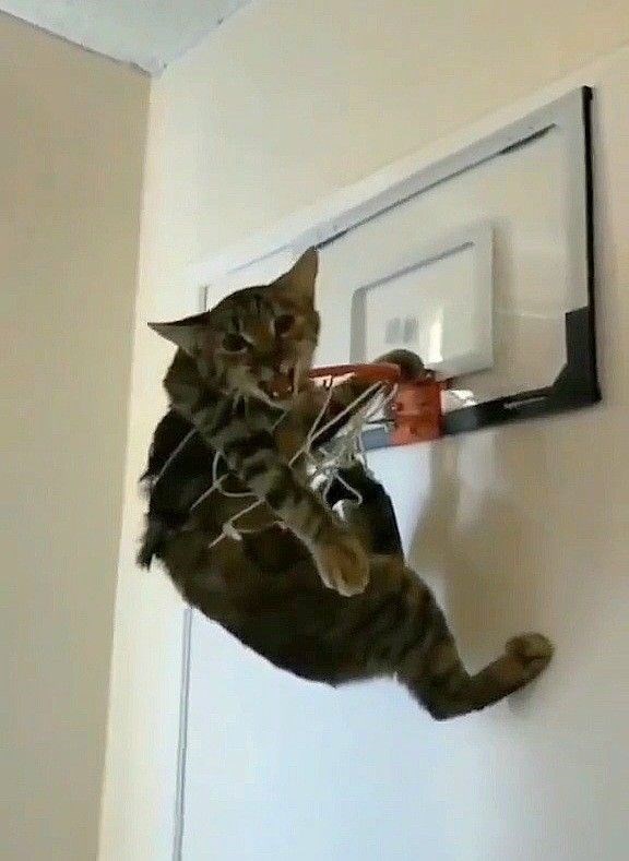 Brown cat is tangled in a basketball hoop