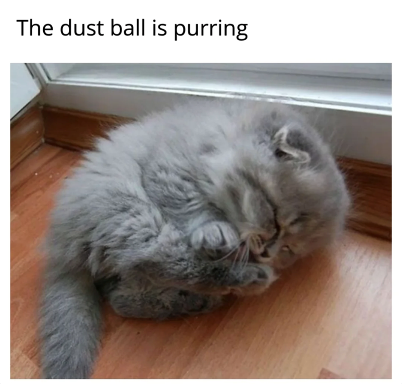 The dust ball is purring