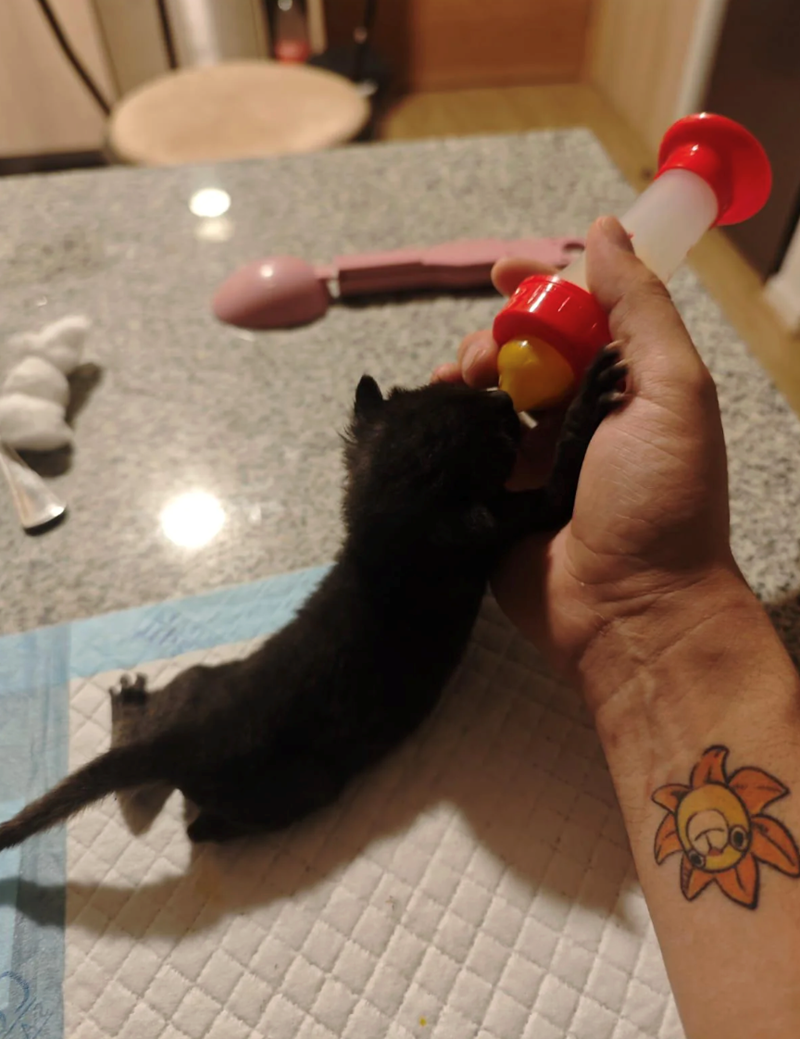 Cheezburger Image 10611800320