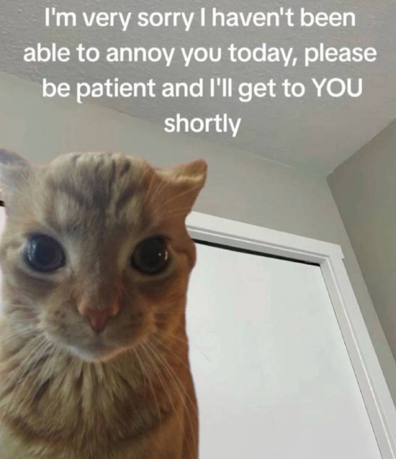 I'm very sorry I haven't been able to annoy you today, please be patient and I'll get to YOU shortly