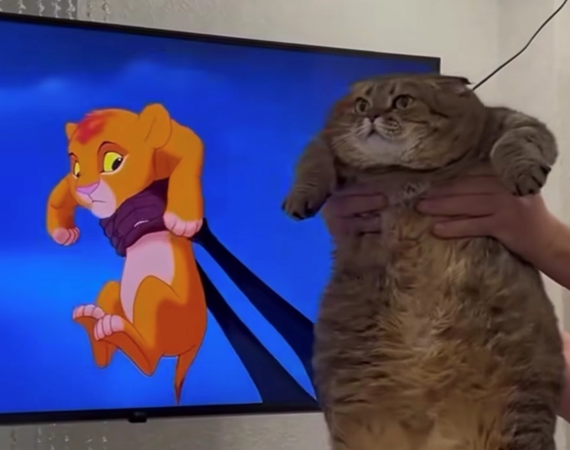 Cheezburger Image 10611801344