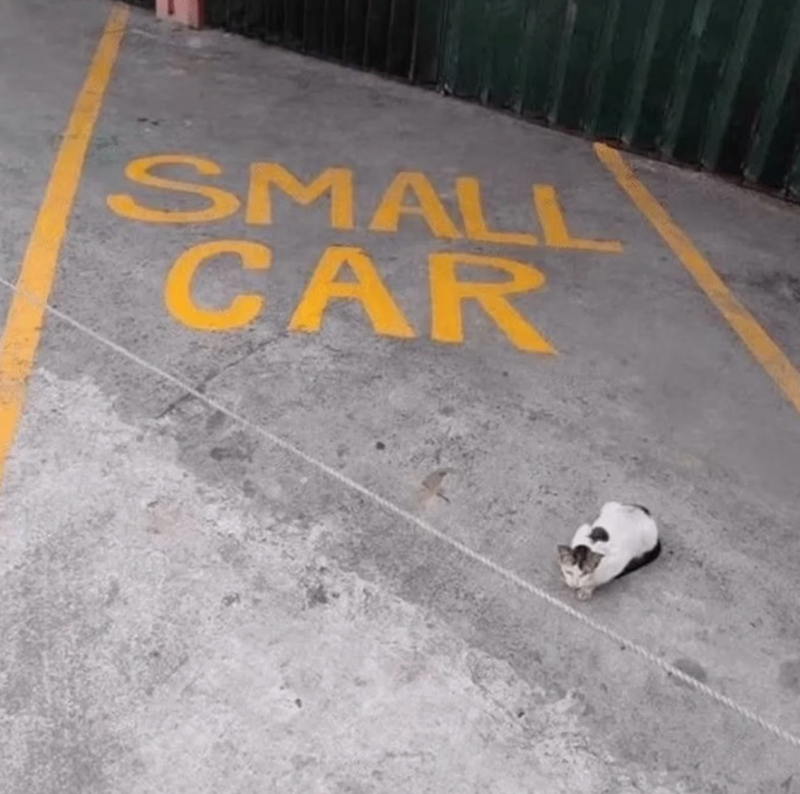 SMALL CAR