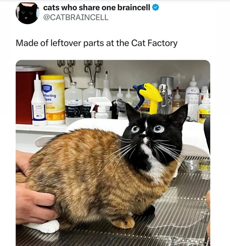 cats who share one braincell @CATBRAINCELL Made of leftover parts at the Cat Factory nfecting ipes