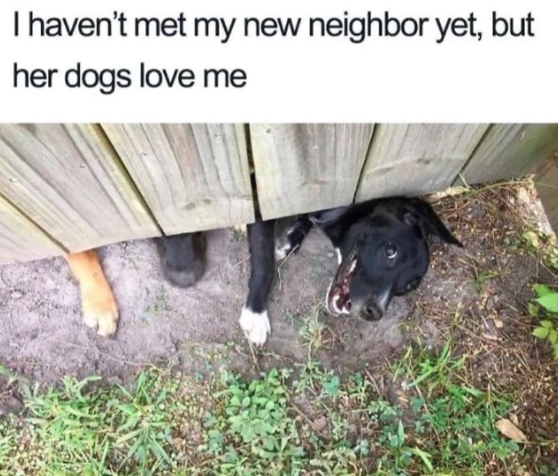 I haven't met my new neighbor yet, but her dogs love me