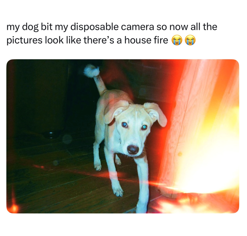 my dog bit my disposable camera so now all the pictures look like there's a house fire