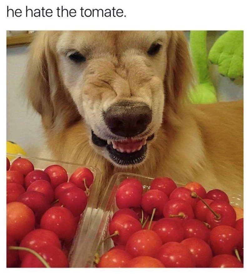 he hate the tomate.