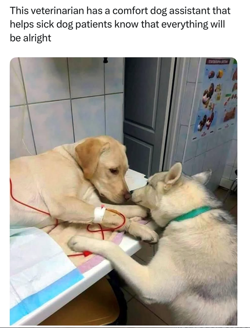 This veterinarian has a comfort dog assistant that helps sick dog patients know that everything will be alright TOPATHOPHA DICTON