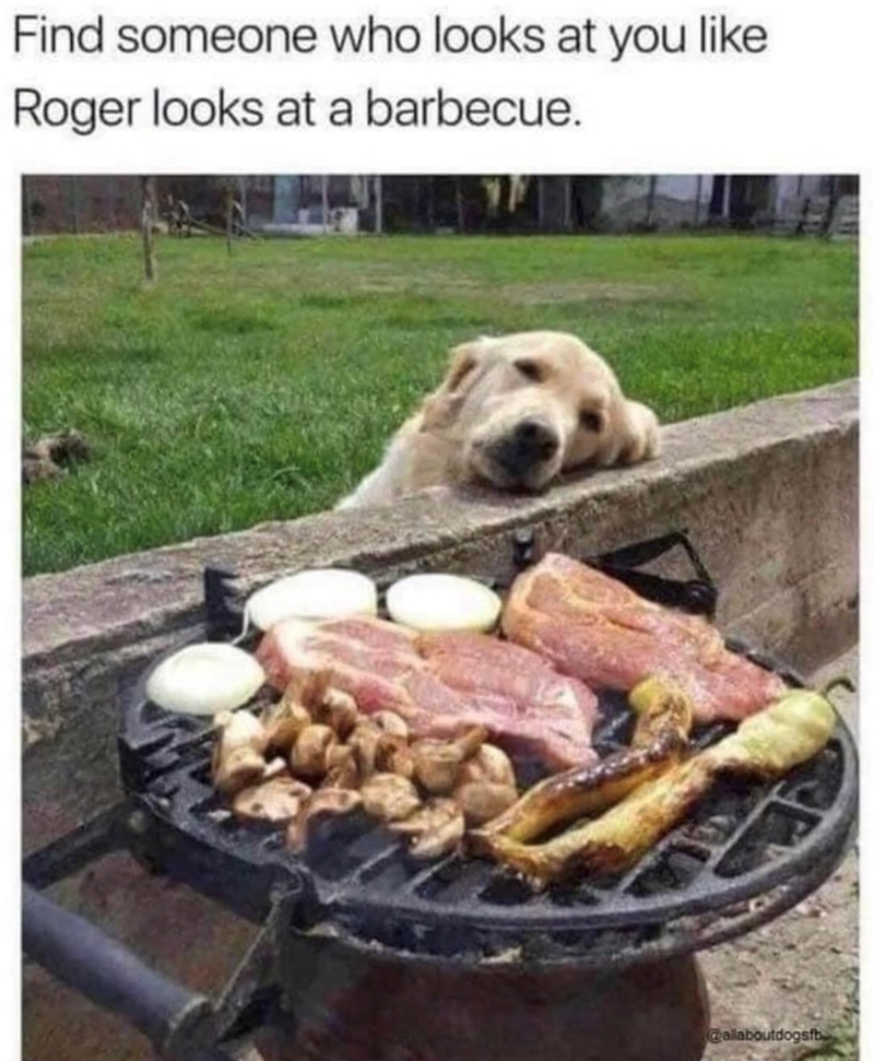 Find someone who looks at you like Roger looks at a barbecue. @allaboutdogsfb