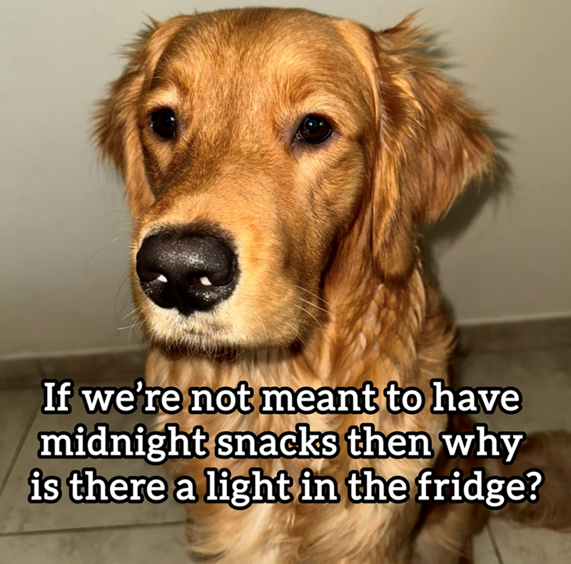If we're not meant to have midnight snacks then why is there a light in the fridge?