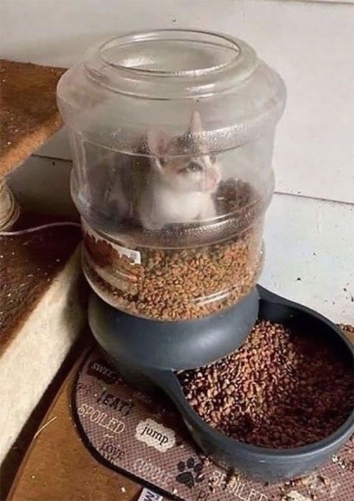 tiny cat is stuck on its eating machine