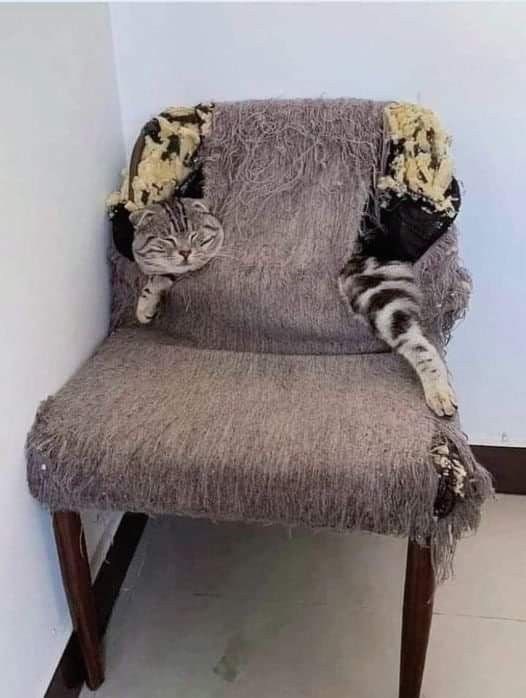 Cat stuck in broken chair