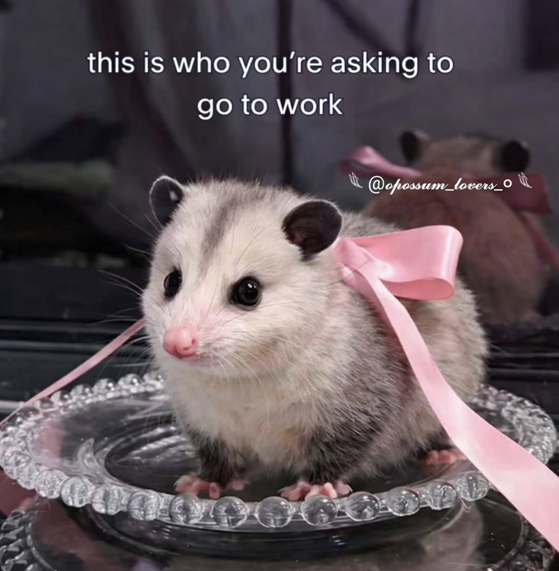 this is who you're asking to go to work @opossum_lovers_