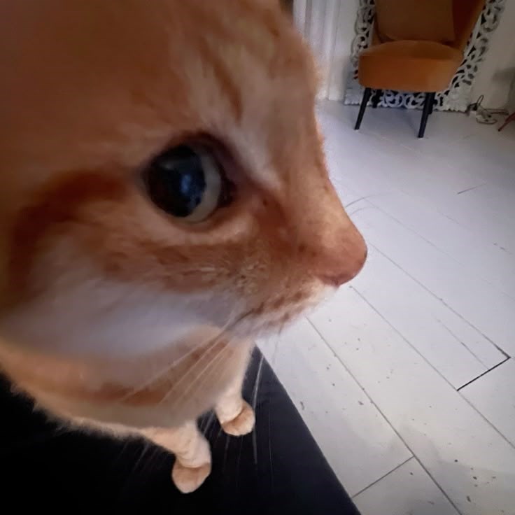 Orange cat does side-eye