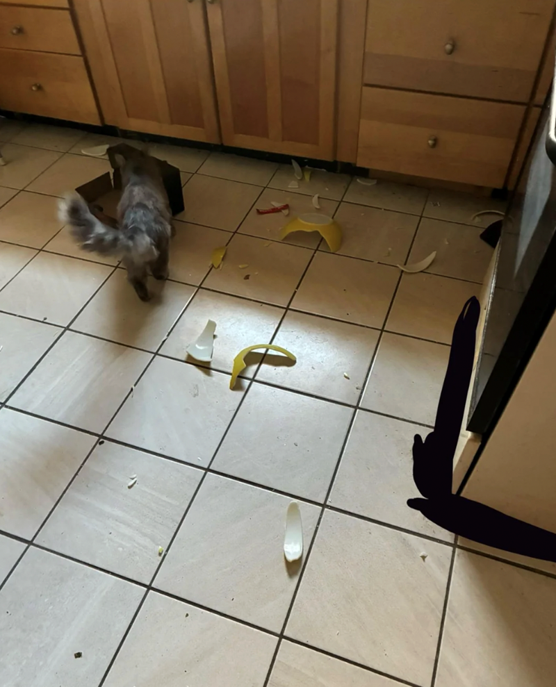 Cheezburger Image 10611819520