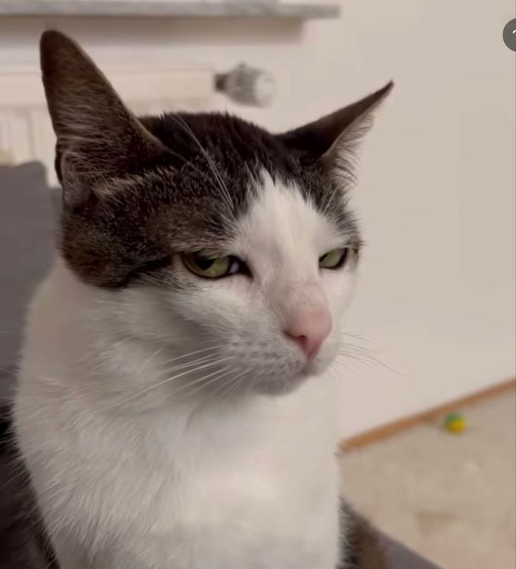 Cat does side-eye