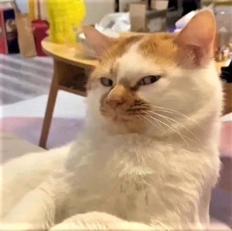 Black and Orange car does side-eye