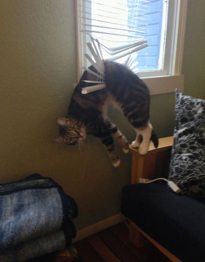 Cat stuck in a curtain