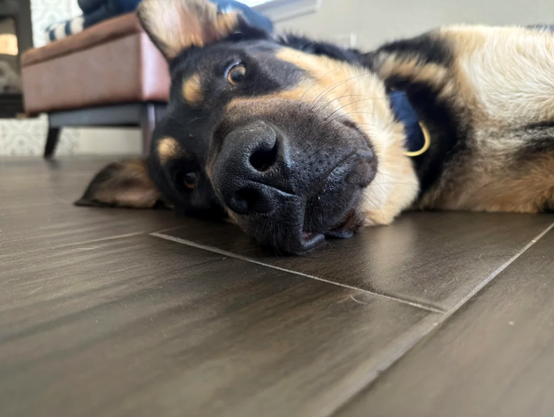 Cheezburger Image 10611832064