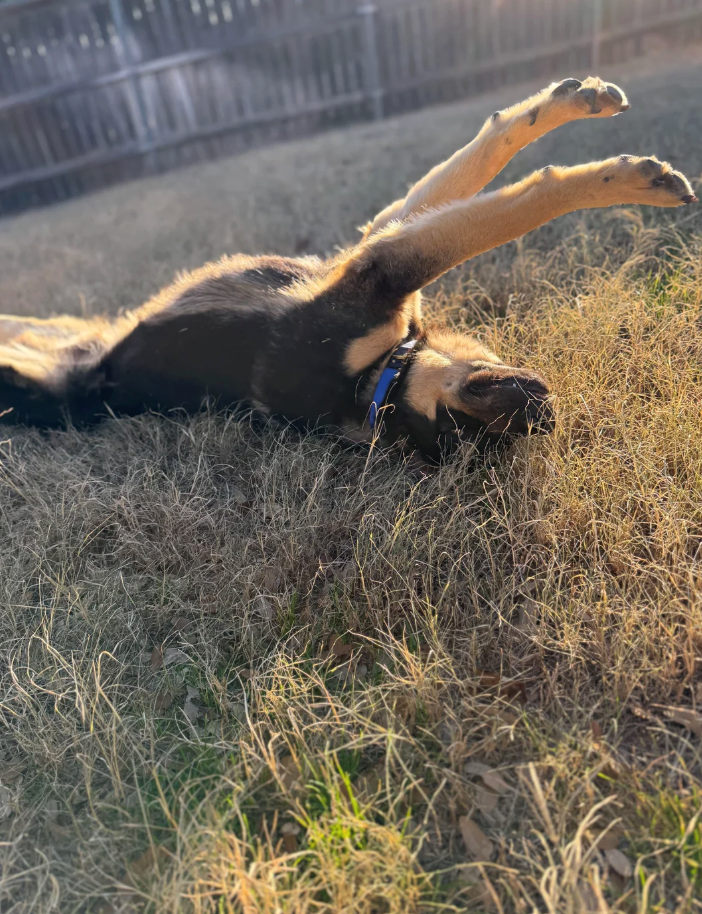 Cheezburger Image 10611832320