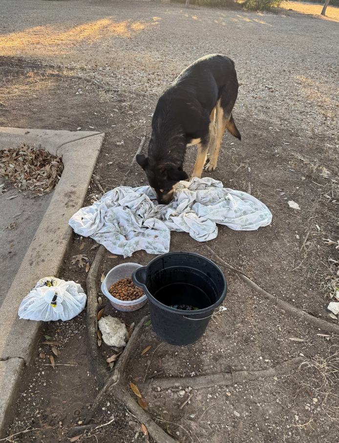 Cheezburger Image 10611832576