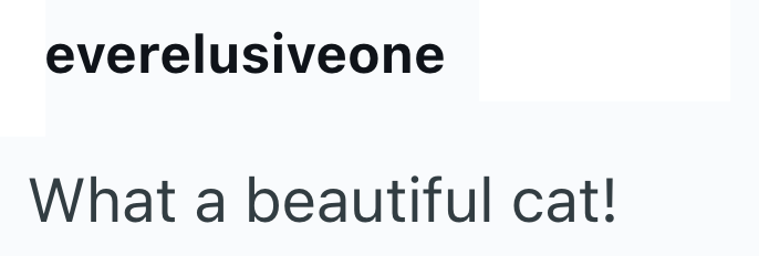 everelusiveone What a beautiful cat!