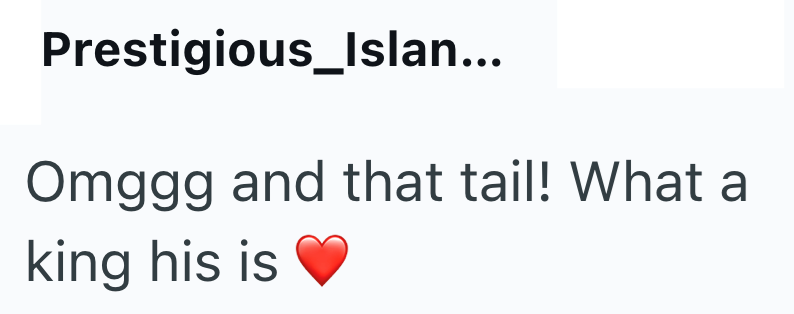 Prestigious_Islan... Omggg and that tail! What a king his is