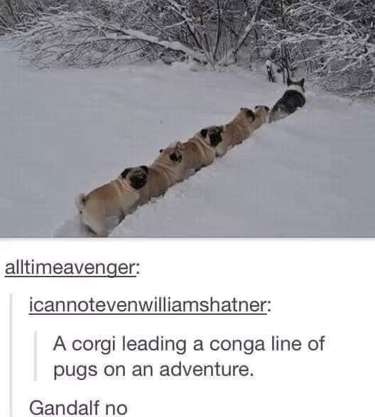 alltimeavenger: icannotevenwilliamshatner: A corgi leading a conga line of pugs on an adventure. Gandalf no