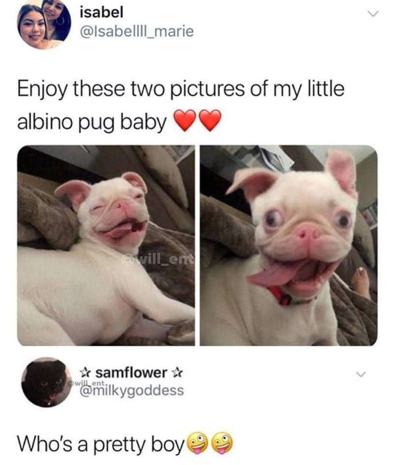 isabel @Isabellll_marie Enjoy these two pictures of my little albino pug baby @will_ent ✰ samflower✰ will @milkygoddess Who's a pretty boy