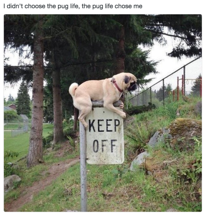 I didn't choose the pug life, the pug life chose me KEEP OFF