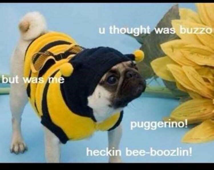 but was me u thought was buzzo puggerino! heckin bee-boozlin!