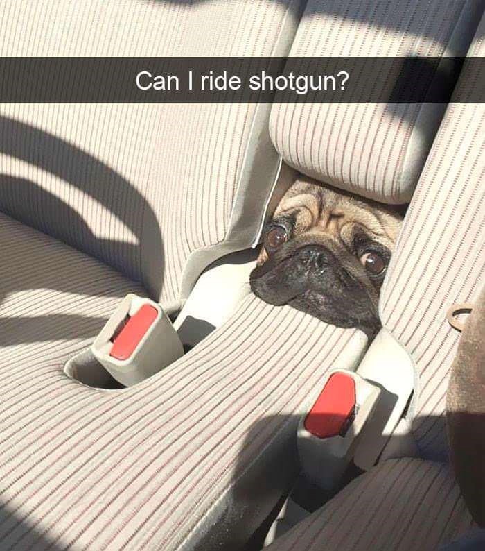 Can I ride shotgun?