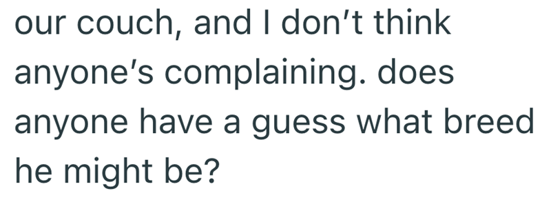 our couch, and I don't think anyone's complaining. does anyone have a guess what breed he might be?