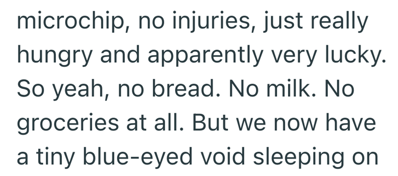 microchip, no injuries, just really hungry and apparently very lucky. So yeah, no bread. No milk. No groceries at all. But we now have a tiny blue-eyed void sleeping on