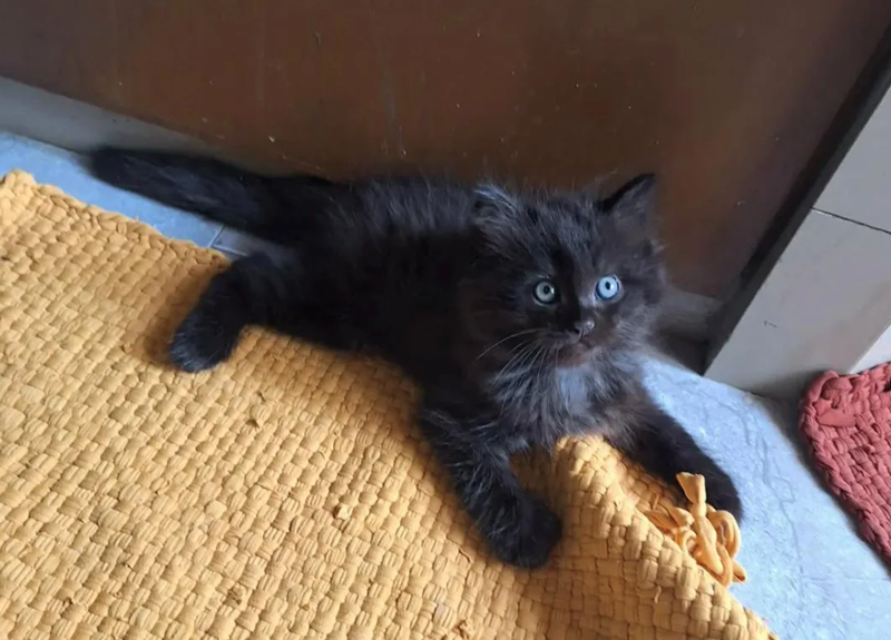 Cheezburger Image 10611845376