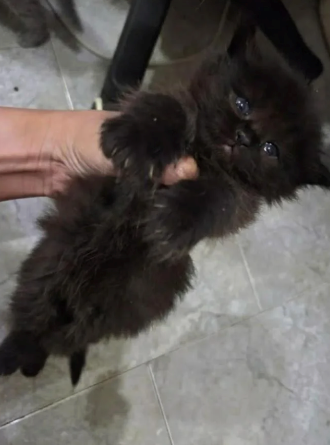 Cheezburger Image 10611845632