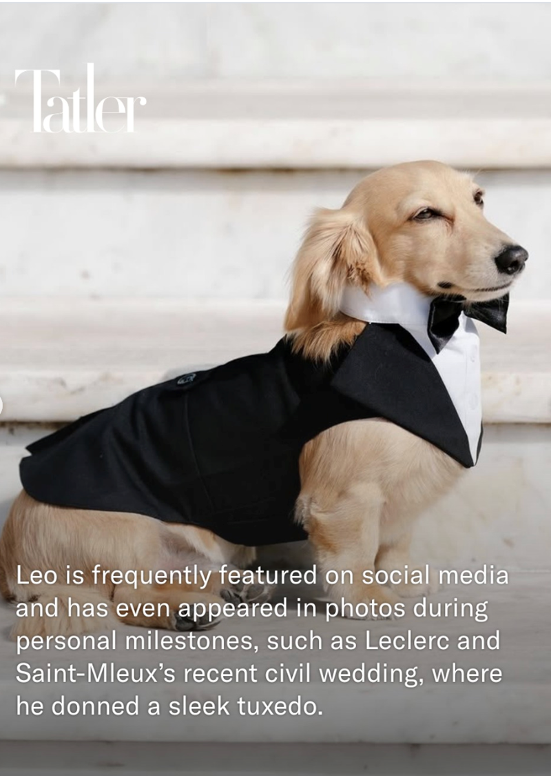 Tatler Leo is frequently featured on social media and has even appeared in photos during personal milestones, such as Leclerc and Saint-Mleux's recent civil wedding, where he donned a sleek tuxedo.