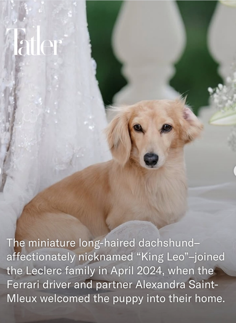 Tatler The miniature long-haired dachshund- affectionately nicknamed "King Leo"-joined the Leclerc family in April 2024, when the Ferrari driver and partner Alexandra Saint- Mleux welcomed the puppy into their home.