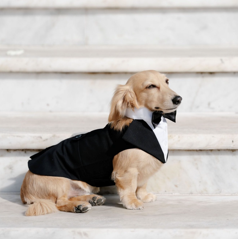 Cheezburger Image 10611853312