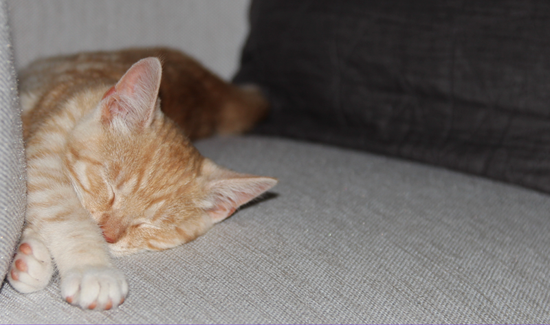 Orange striped cat peacefully sleeping on a gray couch.