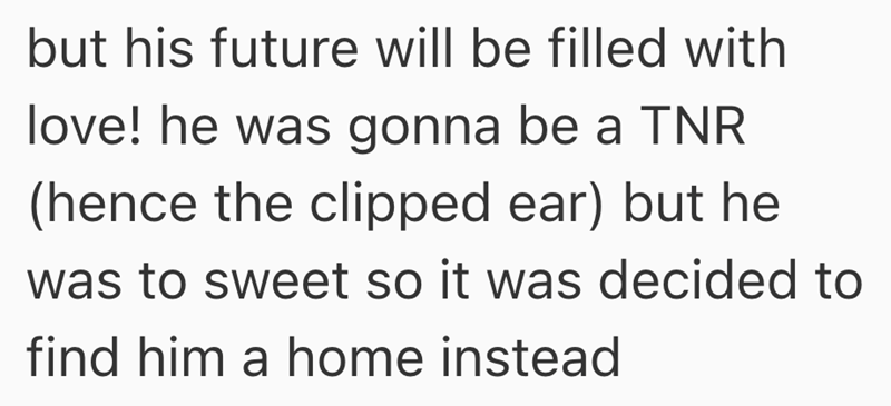 but his future will be filled with love! he was gonna be a TNR (hence the clipped ear) but he was to sweet so it was decided to find him a home instead