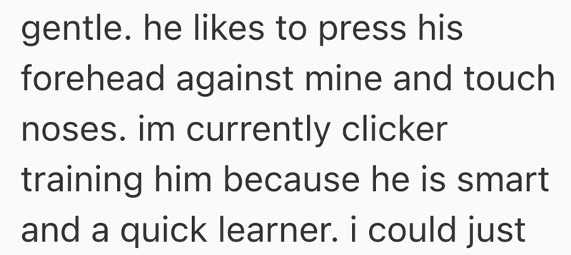 gentle. he likes to press his forehead against mine and touch noses. im currently clicker training him because he is smart and a quick learner. i could just