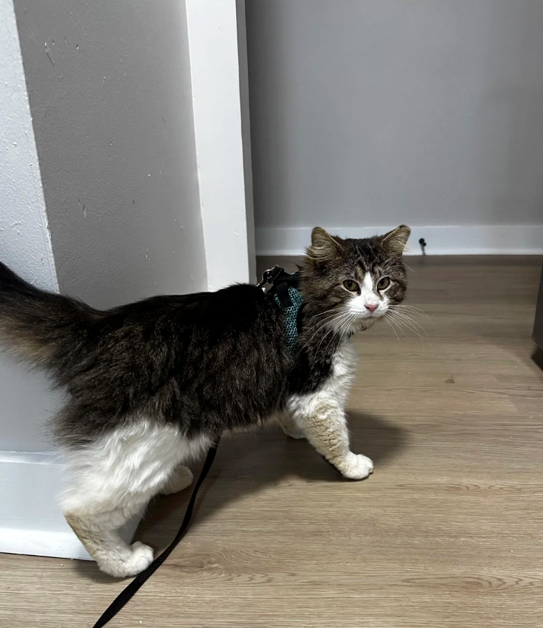 Cheezburger Image 10611857920