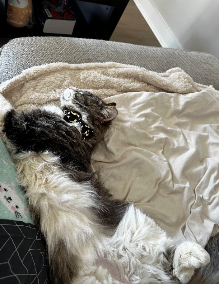 Cheezburger Image 10611858176