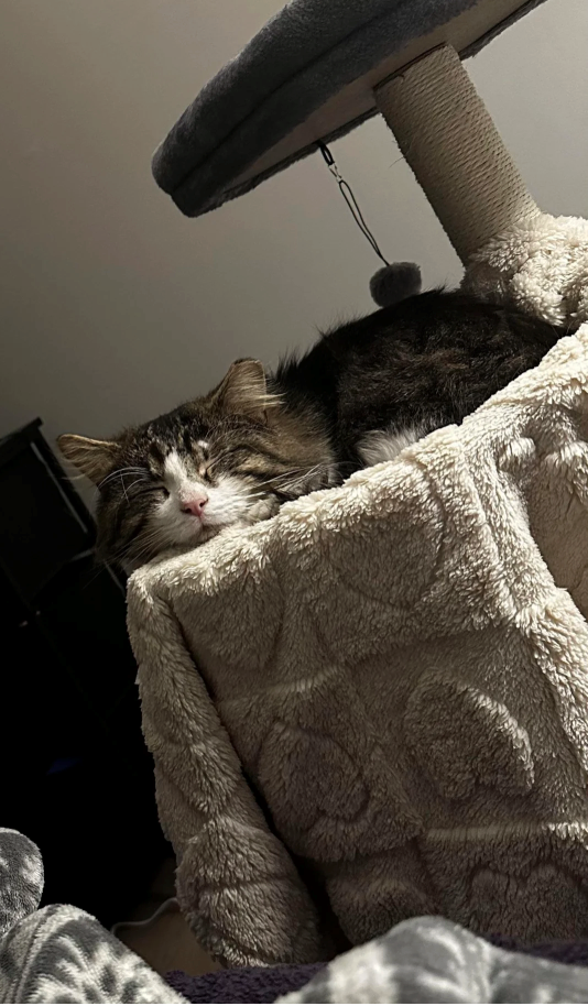 Cheezburger Image 10611858688