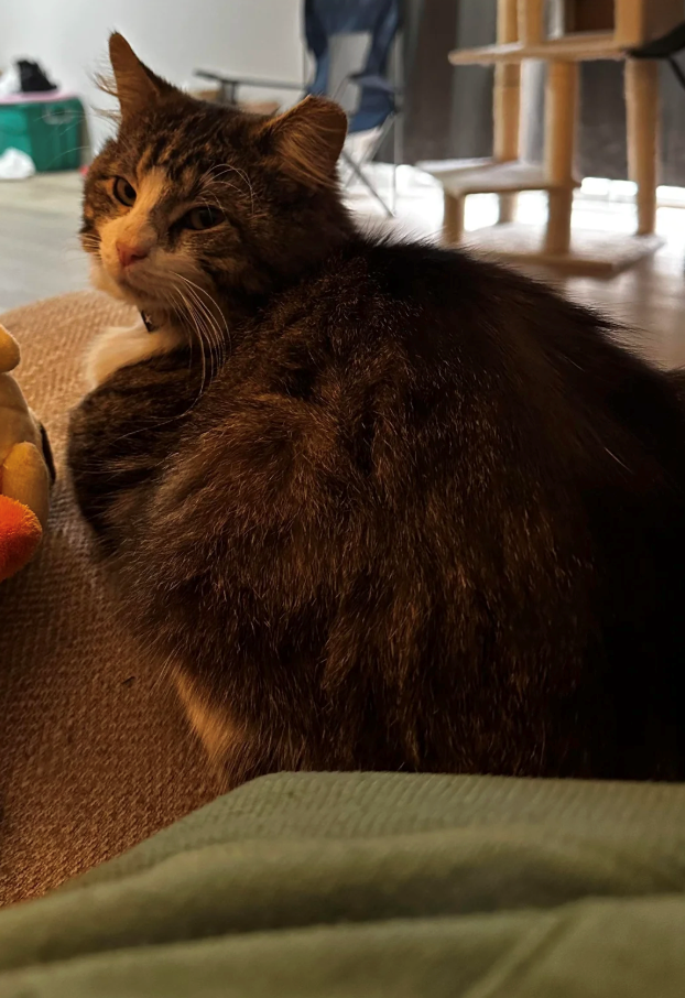 Cheezburger Image 10611859200