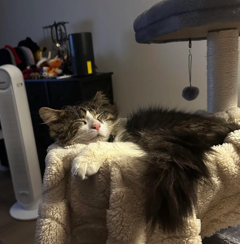 Cheezburger Image 10611860224